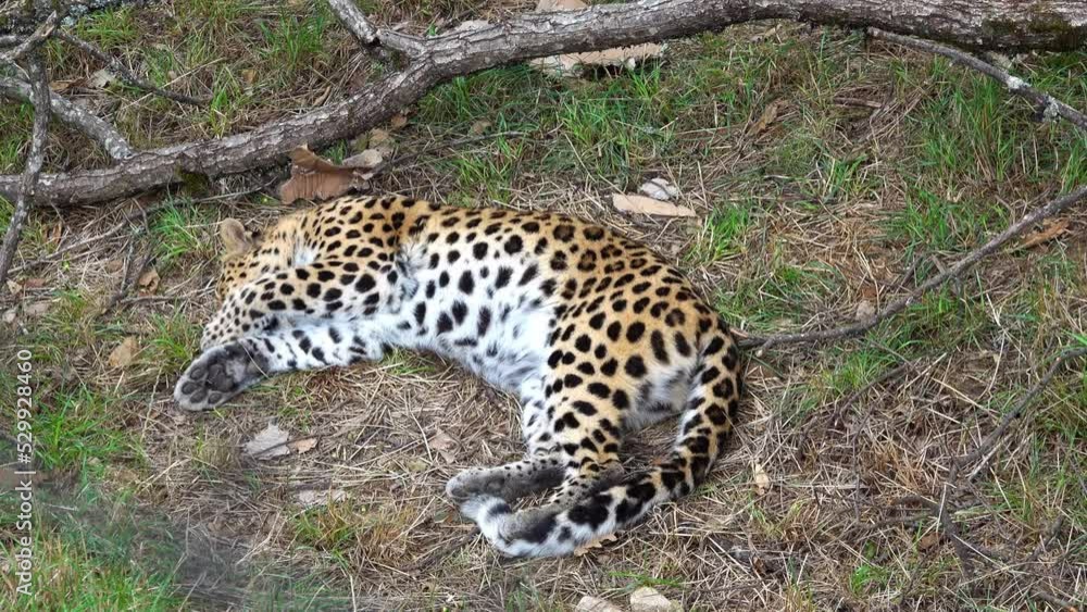 red spotted panther lies on the ground red spotted panther lies on the ground