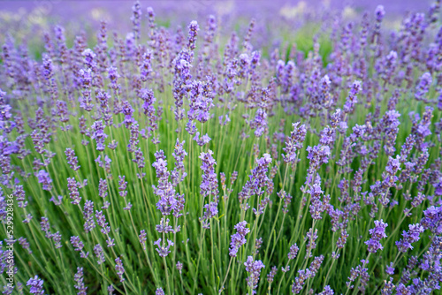 Lavender Fields  Common Lavender  Lavandula angustifolia   Saul  France