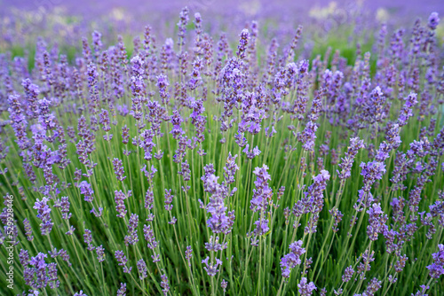 Lavender Fields (Common Lavender, Lavandula angustifolia), Saul, France
