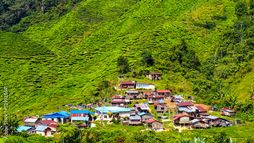 Tableau sur toile Village in middle of tea plantation in Cameron Highlands’ Malaysia
