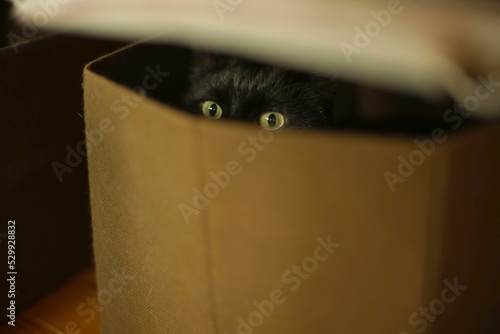 A black cat hiding in a box