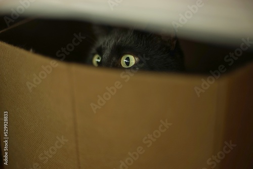 A black cat hiding in a box