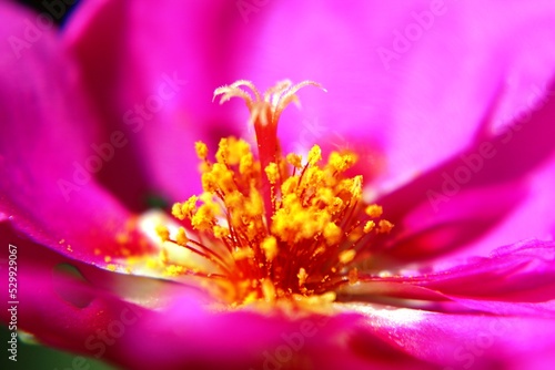 Macro Flor