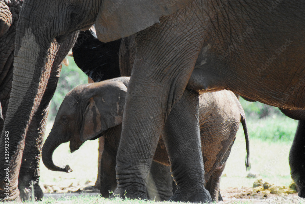 Φωτογραφία Africa- Elephants- Close Up of a Young Calf Walking Between the Legs of the Herd