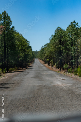 Carretera en bosque © carlos salinas