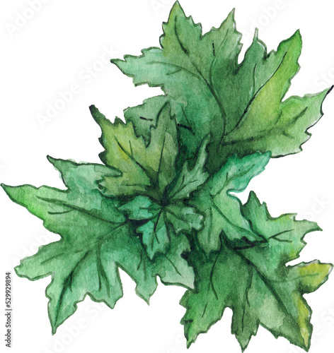 Watercolor green chrysanthemum leaf isolated clip art