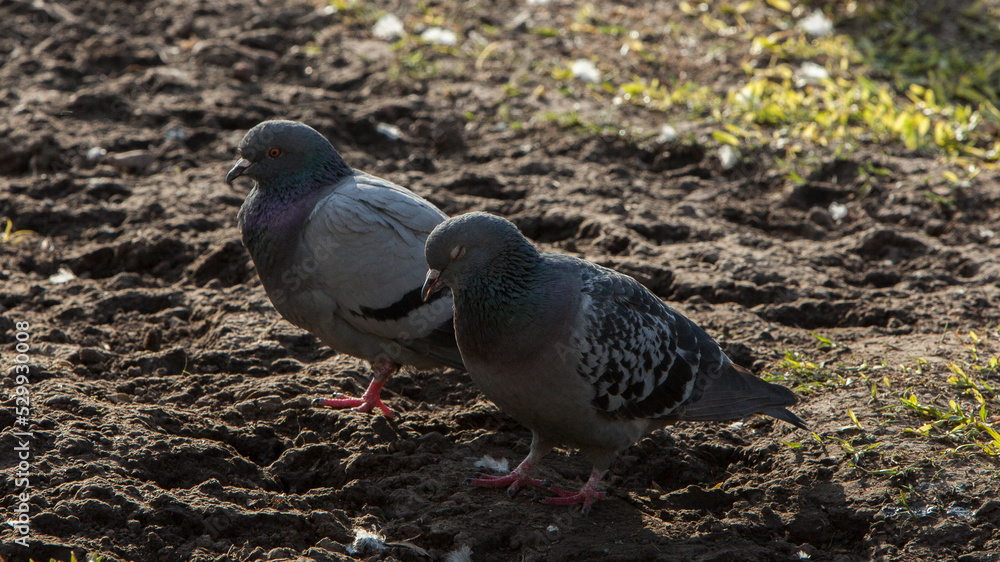 Fototapeta premium palomas en plaza de buenos iares
