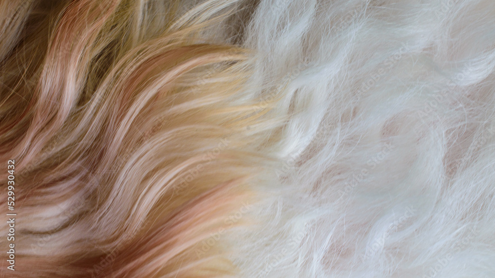 brown white dog fur texture close-up abstract beautiful furry background brown white dog fur texture close-up abstract beautiful furry background