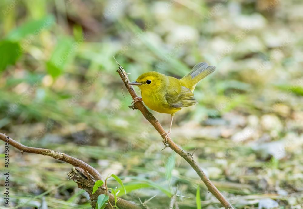 Juvenile hooded warbler perched on a tree branch Juvenile hooded warbler perched on a tree branch