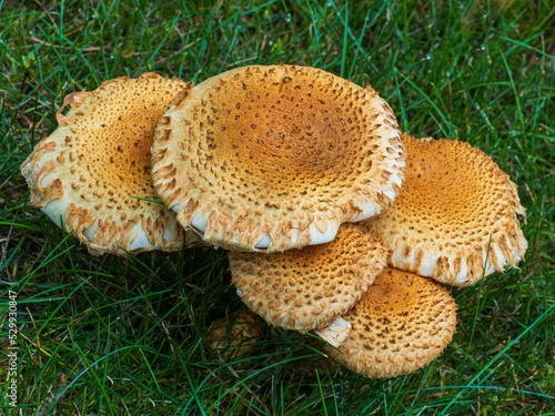 Shaggy Scalycap Mushroom in Alaska