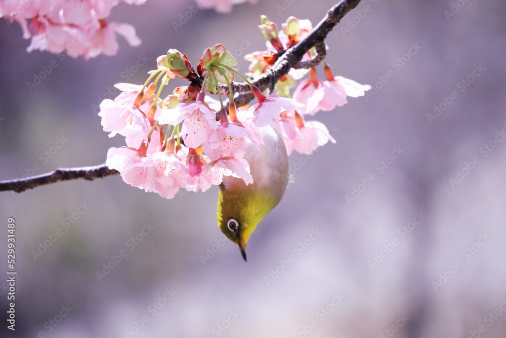 桜とメジロと春の訪れ 桜とメジロと春の訪れ