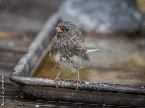 Juvenile Dark-eyed Junco in Alaska photo