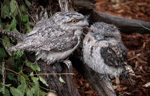 Tawny Frogmouth (Podargus Strigoides) photo