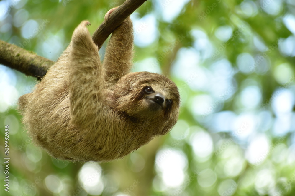 Fototapeta premium Baby Sloth, Sloth, Slowest Animal, CostaRica, Nature Love