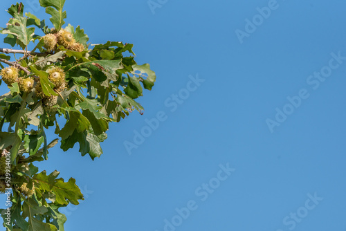 Fall Oak leaves and acorns against blue sky.