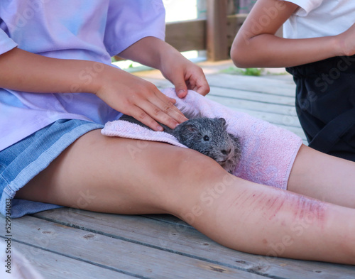 動物園でモルモットを撫でる子供