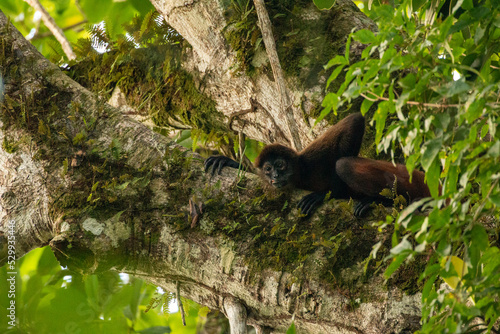 spider monkey sitting in tree in costa rica