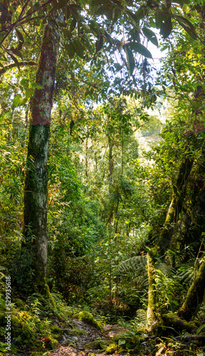 Beautiful cloud forest of central america in Costa Rica