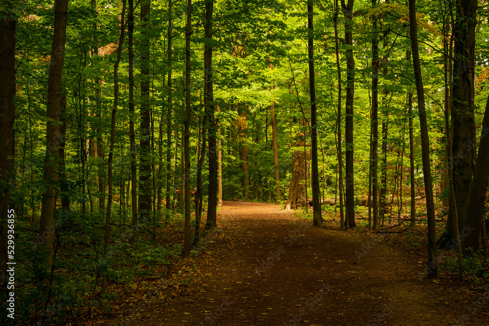 A path in the forest