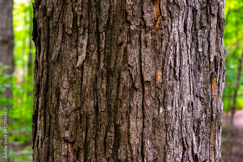 Fototapeta Naklejka Na Ścianę i Meble -  tree bark texture