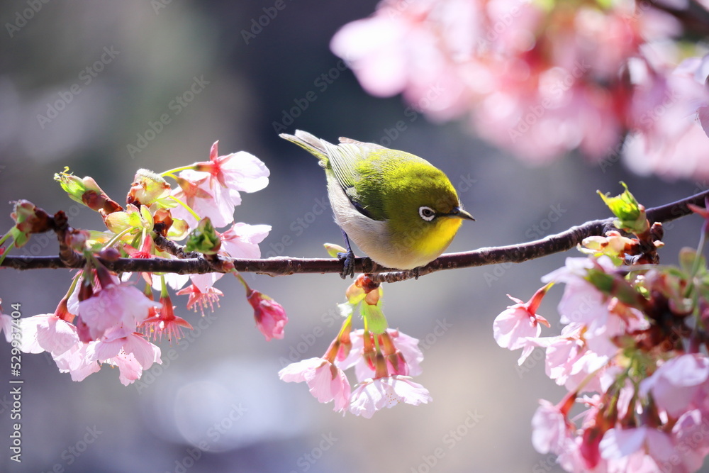 桜とメジロと春の訪れ 桜とメジロと春の訪れ