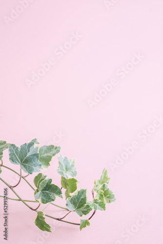 植物　葉　アイビー　つた　背景　フレーム　ピンク色　コピースペース