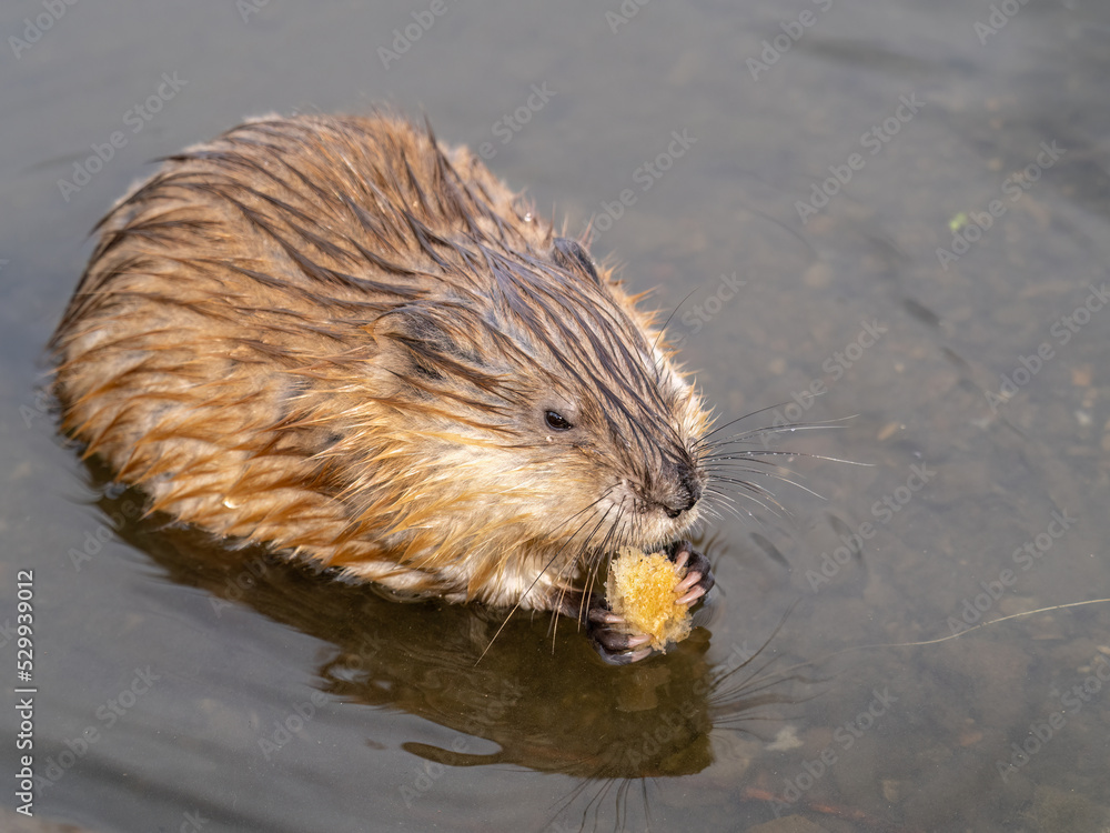 Wild animal Muskrat, Ondatra zibethicuseats, eats on the river bank Wild animal Muskrat, Ondatra zibethicuseats, eats on the river bank
