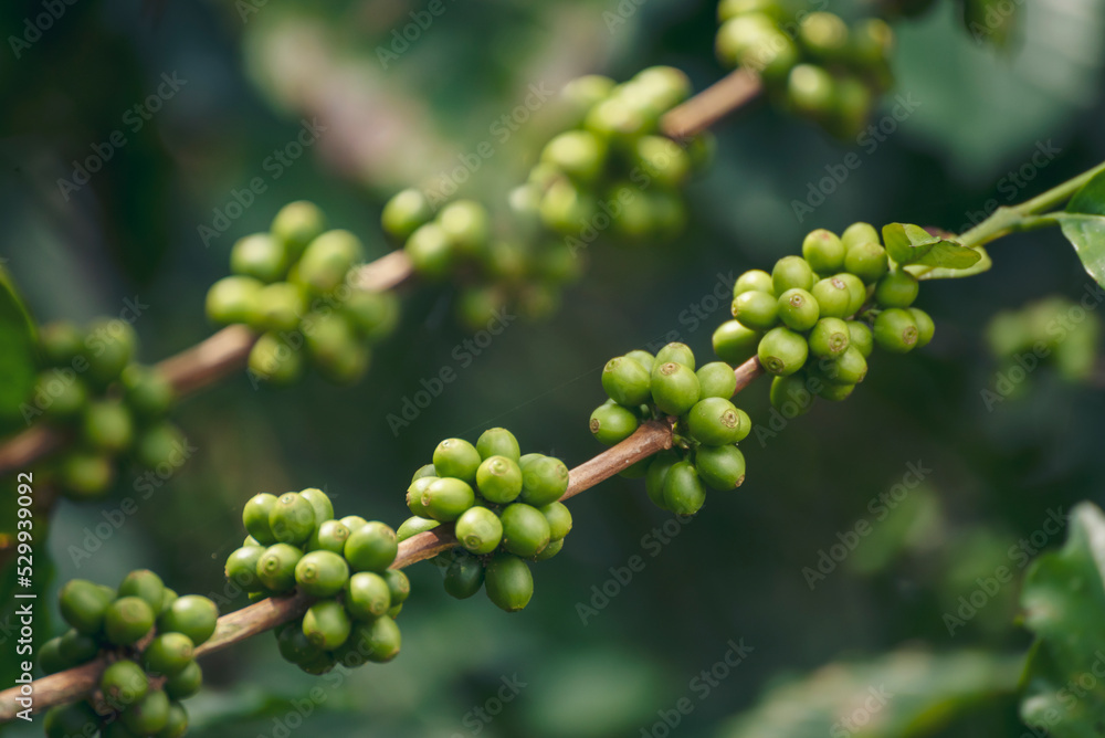 Green coffee bean berry plant fresh raw seed coffee tree growth in eco organic farm. Close up Green seed berries harvest arabica coffee garden. Fresh coffee bean green leaf bush ecology berry plant Green coffee bean berry plant fresh raw seed coffee tree growth in eco organic farm. Close up Green seed berries harvest arabica coffee garden. Fresh coffee bean green leaf bush ecology berry plant