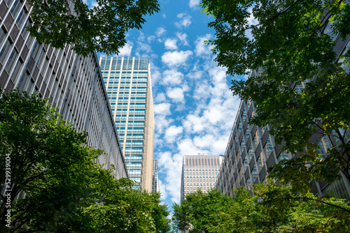 並木道と高層ビル、東京の都市風景。