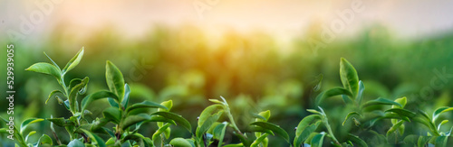 Fotografia, Obraz Banner Green tea tree leaves camellia sinensis organic farm sunlight