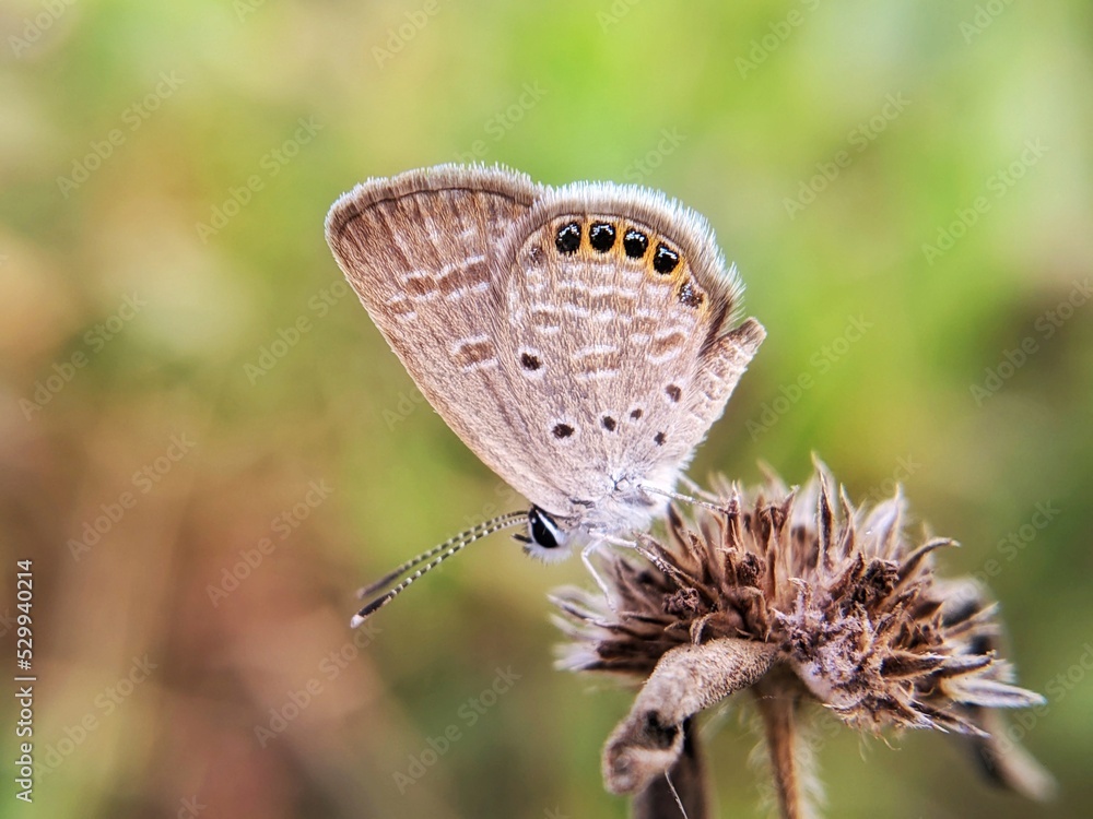 Fototapeta premium butterfly on a flower