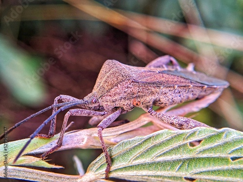 insect on a leaf