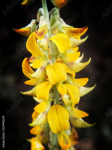 yellow flower in the garden