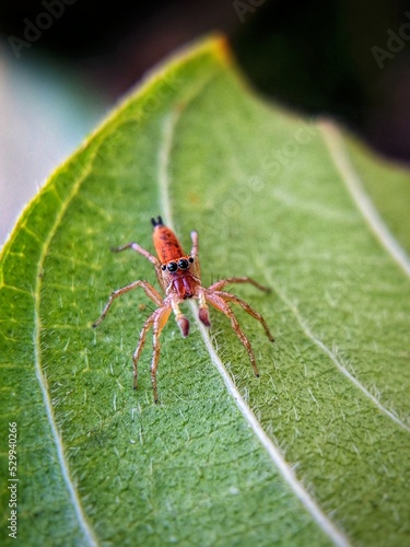 spider on leaf
