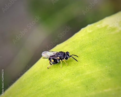 little wasp fly on leaf