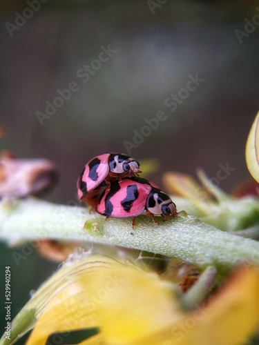 ladybug in breeding