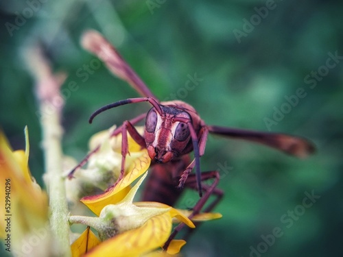 wasps looking for yellow flower pollen