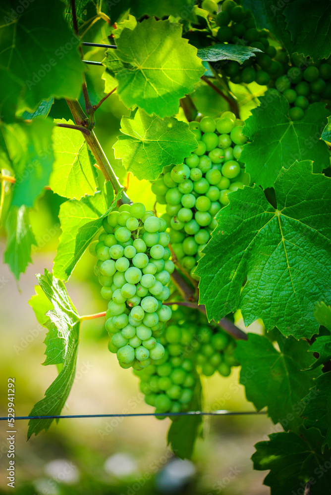 Young gamay grapes of Beaujolais with morning lights Young gamay grapes of Beaujolais with morning lights