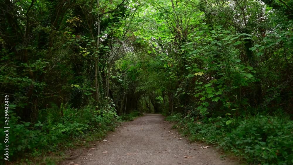 trailing down a forest path, no people trailing down a forest path, no people