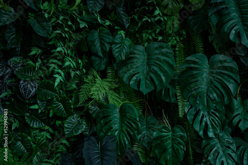 Creative nature leaves background, tropical leaf banner or floral jungle pattern concept. © kelvn