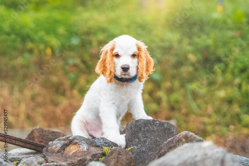 Obraz na płótnie breed dog cocker spaniel