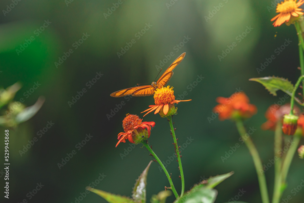 orange flower in the garden orange flower in the garden