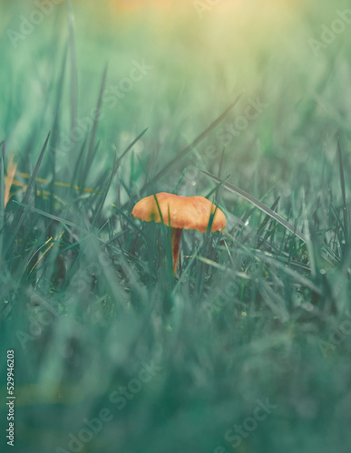 mushroom