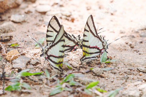 mariposas polidario   maca  n   butterfly  macaon  mariposa  tigre 