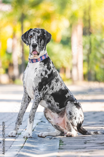 breed dog Gran danés, great dane, breed dog 