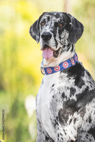 breed dog Gran danés, great dane, breed dog 