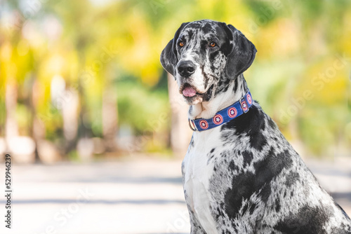 Photography breed dog Gran danés, great dane, breed dog