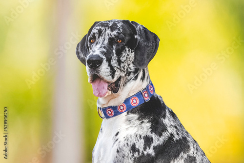 Gran danés, great dane, breed dog 