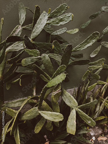 leaves