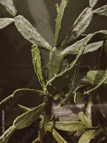 aloe vera plant